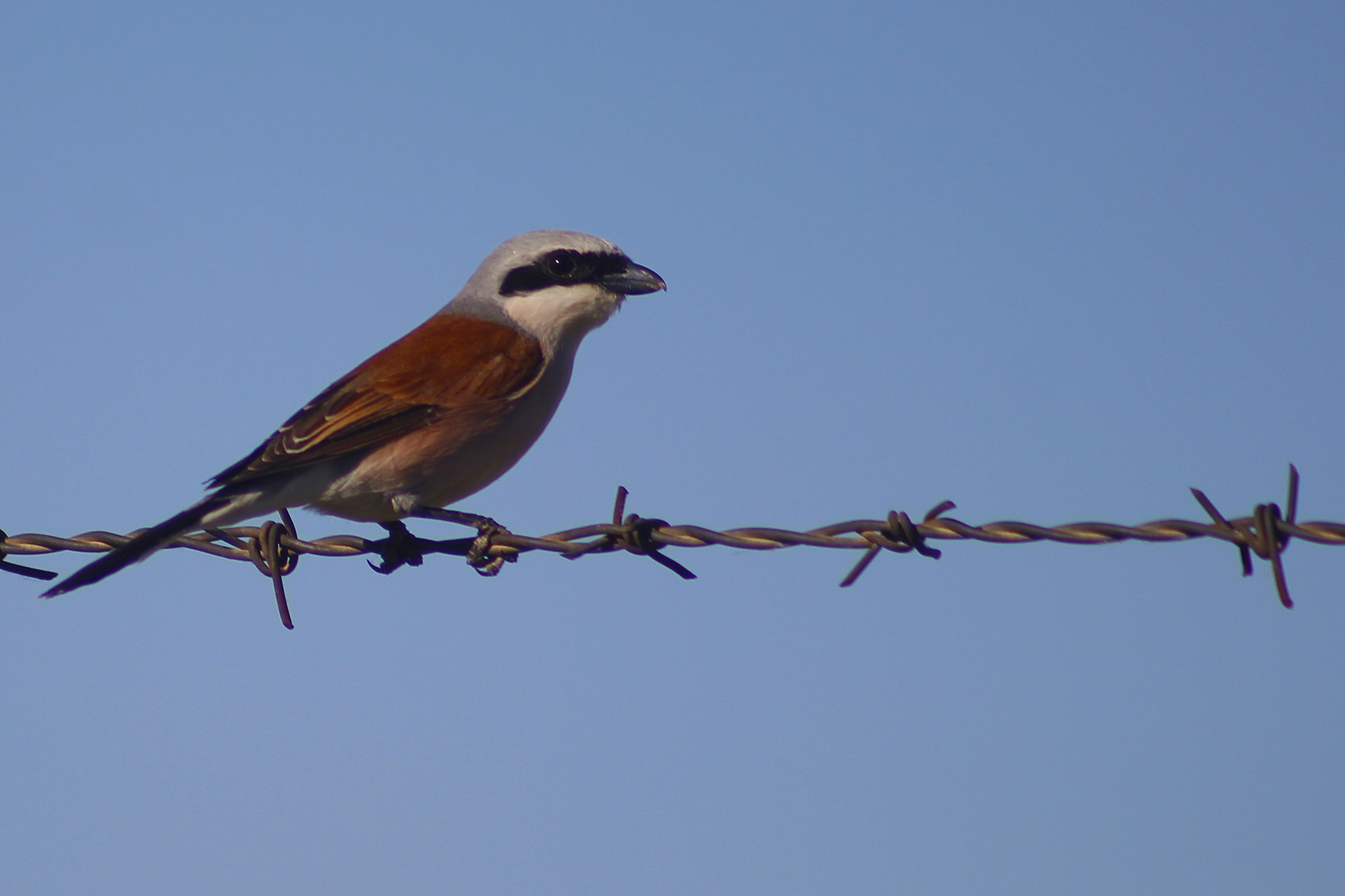 Red-backed Shrike